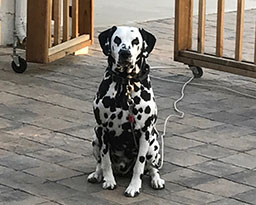 Pawshco
